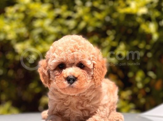 Toy Poodle Yavrular görsel