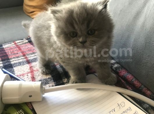 İran Kedisi Gri Renk görsel