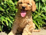 Toy Poodle Yavrularımız
