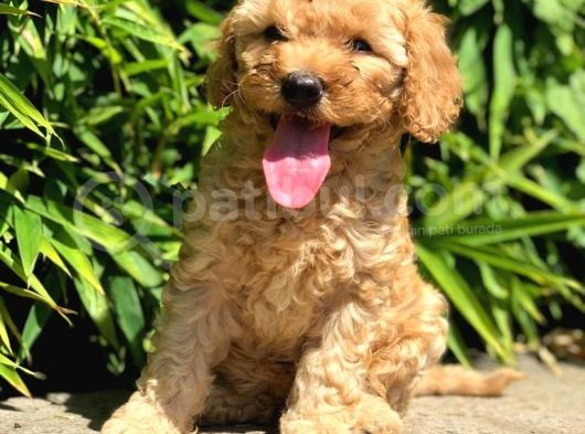 Toy Poodle Yavrularımız