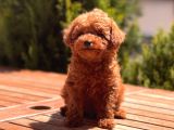 Toy Poodle Yavrular