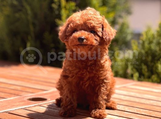 Toy Poodle Yavrular
