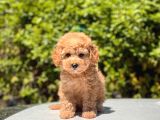 Toy Poodle Yavrular