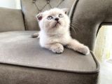 50 Günlük Scottish Fold Yavrular