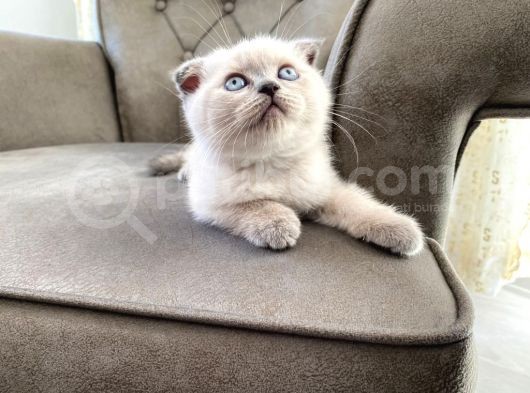 50 Günlük Scottish Fold Yavrular görsel