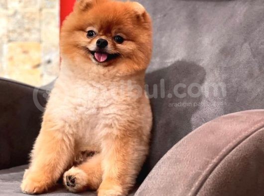 1 Yaşında Pomeranian Boo Erkek