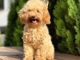 6 Aylık Mini Toy Poodle