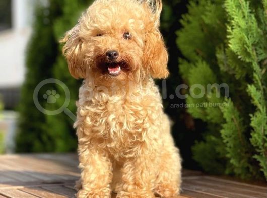 6 Aylık Mini Toy Poodle