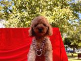 Mini Boy Toy Poodle Bebekler