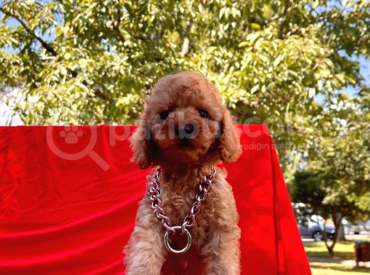 Mini Boy Toy Poodle Bebekler görsel