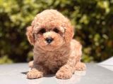 Toy Poodle Bebekler