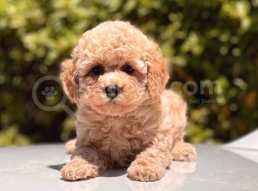 Toy Poodle Bebekler görsel