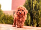 Toy Poodle Yavrular