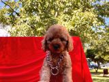 Mini Boy Toy Poodle Bebekler