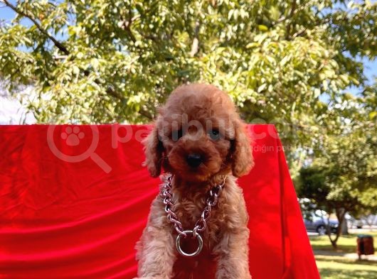 Mini Boy Toy Poodle Bebekler görsel