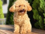 6 Aylık Mini Toy Poodle
