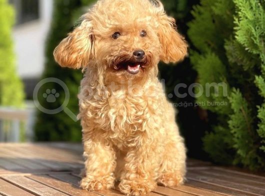 6 Aylık Mini Toy Poodle görsel