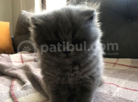 İran Kedisi Gri Renk görsel