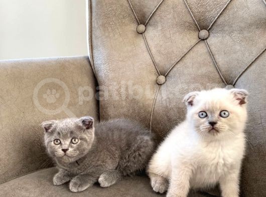 50 Günlük Scottish Fold Yavrular görsel