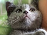 Safkan Erkek British Shorthair Yavru