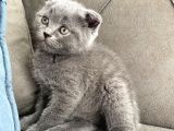 50 Günlük Scottish Fold Yavrular