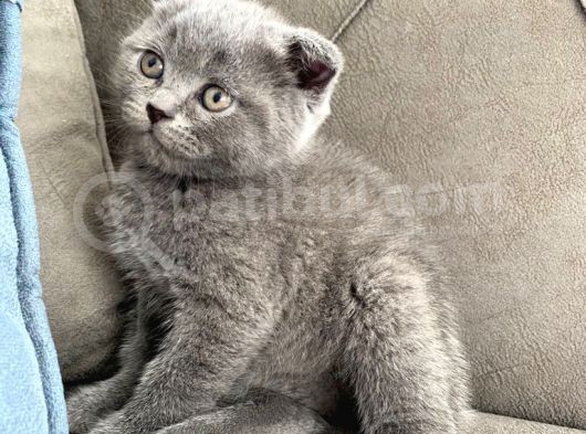 50 Günlük Scottish Fold Yavrular görsel