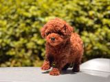 Toy Poodle Yavrular