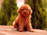 Toy Poodle Yavrular