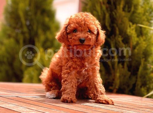 Toy Poodle Yavrular görsel