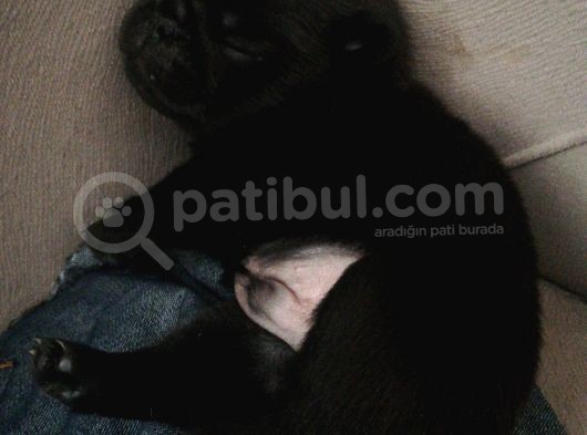 50 Günlük Pug Yavrularımız Yeni Yuvalarına Gitmeye Hazır görsel