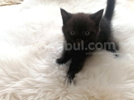 2 Aylik Bebekler Yeni Yuvasını Arıyor görsel