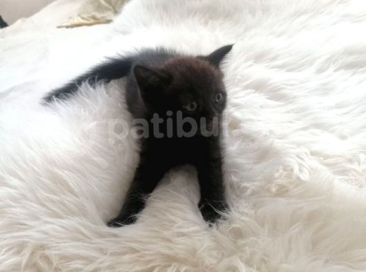 2 Aylik Bebekler Yeni Yuvasını Arıyor görsel