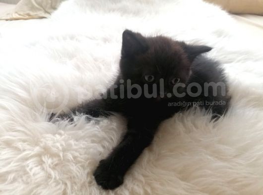 2 Aylik Bebekler Yeni Yuvasını Arıyor görsel