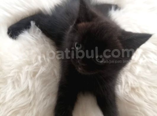 2 Aylik Bebekler Yeni Yuvasını Arıyor görsel