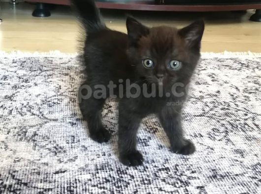 2 Aylik Bebekler Yeni Yuvasını Arıyor görsel