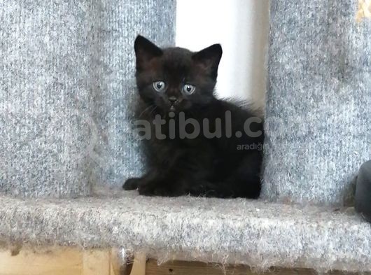 2 Aylik Bebekler Yeni Yuvasını Arıyor görsel
