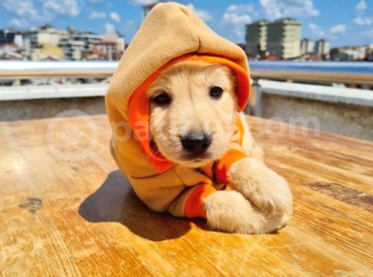 2 Aylık Golden Bebeklerimiz görsel