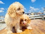 3 Aylık Maltipoo Yavrularımız