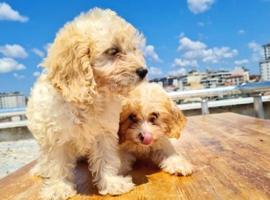 3 Aylık Maltipoo Yavrularımız görsel