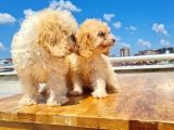 3 Aylık Maltipoo Yavrularımız