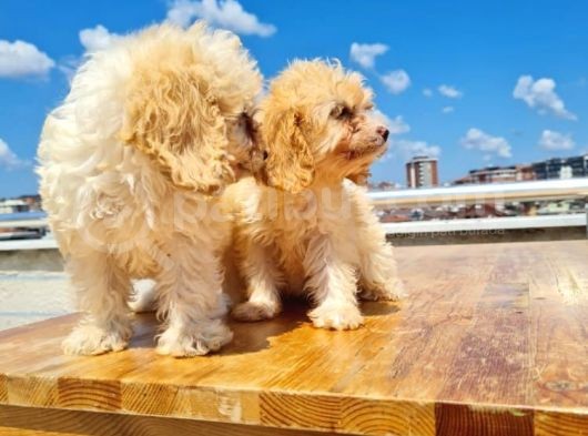 3 Aylık Maltipoo Yavrularımız görsel