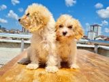 3 Aylık Maltipoo Yavrularımız
