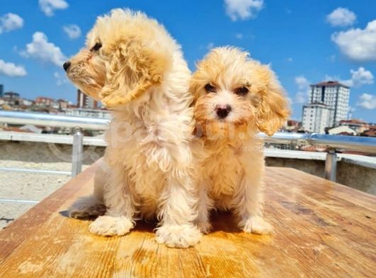 3 Aylık Maltipoo Yavrularımız