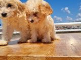 3 Aylık Maltipoo Yavrularımız