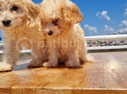 3 Aylık Maltipoo Yavrularımız görsel