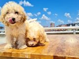 3 Aylık Maltipoo Yavrularımız