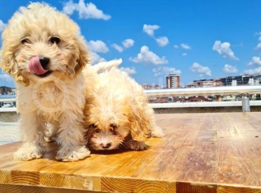 3 Aylık Maltipoo Yavrularımız görsel