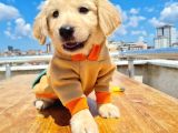 2 Aylık Golden Bebeklerimiz
