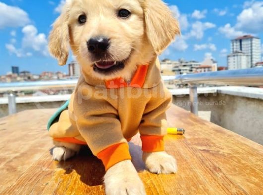 2 Aylık Golden Bebeklerimiz görsel