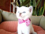 British Shorthair Yavrular  En Özel Renkler